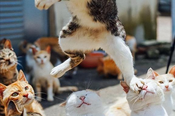 猫九酱最新日常，温馨朋友聚会精彩瞬间