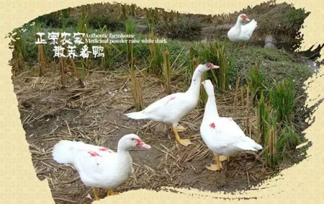 最新番鸭价格揭秘，价格动态与友情的小秘密