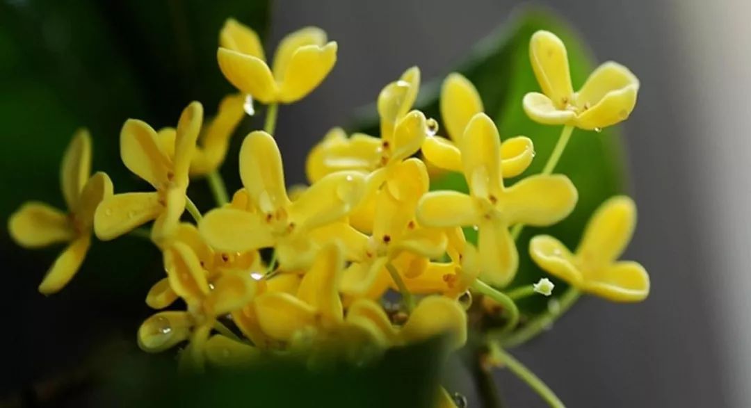 关于一棵桂花树，桂花飘香友情浓，探寻最新价格与奇妙旅程