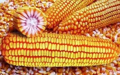 时代波澜与市场脉动下的玉米价格最新动态分析