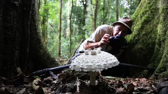 菌桦直播，探寻神秘自然世界，领略大自然魅力！