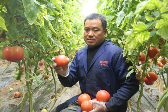 今日西红柿价格行情及动态分析