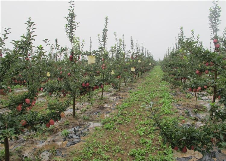 苹果树新品种详解，种植、培育与成长指南
