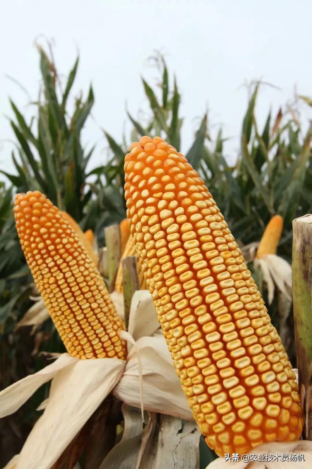 良玉99玉米种价格指南，最新价格信息一览