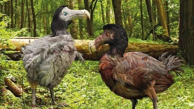 恐龙术的新篇章，温馨日常、奇遇与不朽的友情