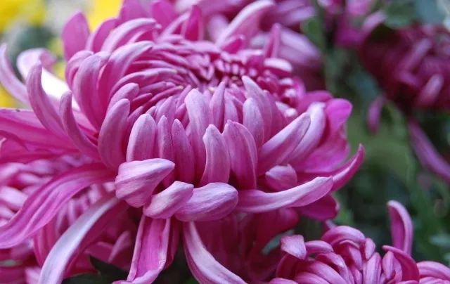 探索菊花的纯净魅力，最新清菊赏析