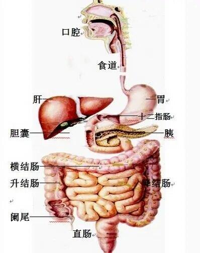 消化科最新发展动态与观点深度探析